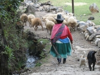 Picture of a shephard in Peru